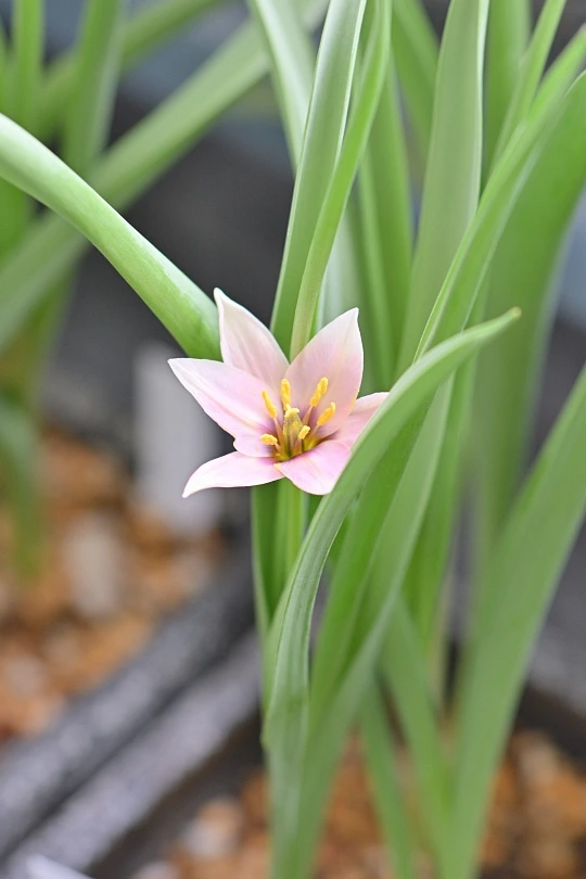 原種系チューリップ開花 | 鉢庭らいふ